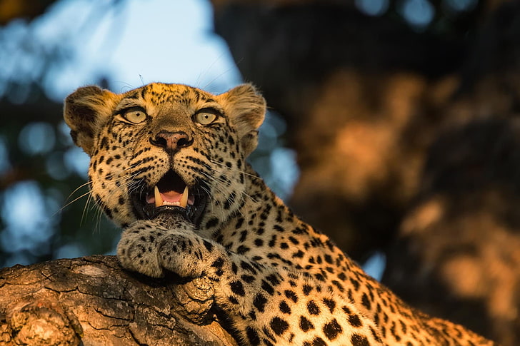 leopard, close-up, big cats, predator, wild, sharp teeth, Animal, HD wallpaper