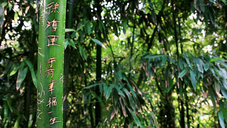 herbe de bambou, bambou, vert, nature, plantes, Fond d'écran HD