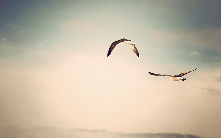 zwei schwarze vögel, flug zweier vögel, vögel, himmel, tiere, möwen, natur, HD-Hintergrundbild