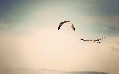 two black birds, flight of two birds, birds, sky, animals, seagulls, nature, HD wallpaper HD wallpaper
