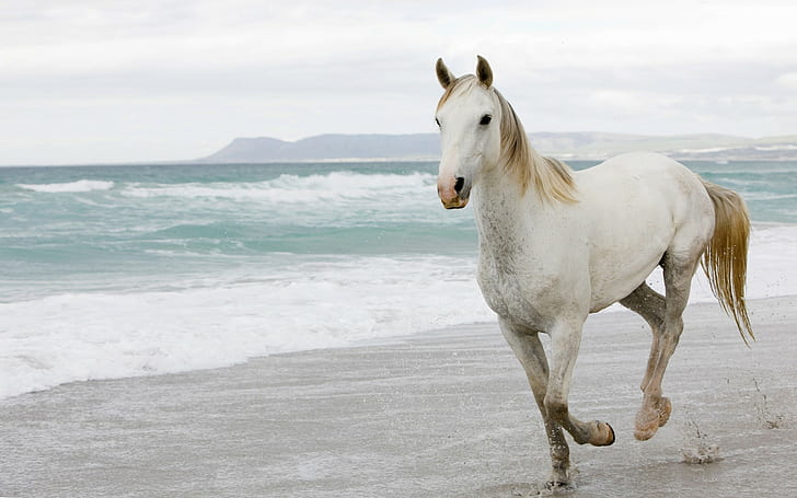 الحصان والشاطئ والحيوانات والثدييات، خلفية HD