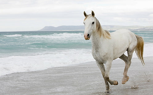 koń, plaża, zwierzęta, ssaki, Tapety HD HD wallpaper