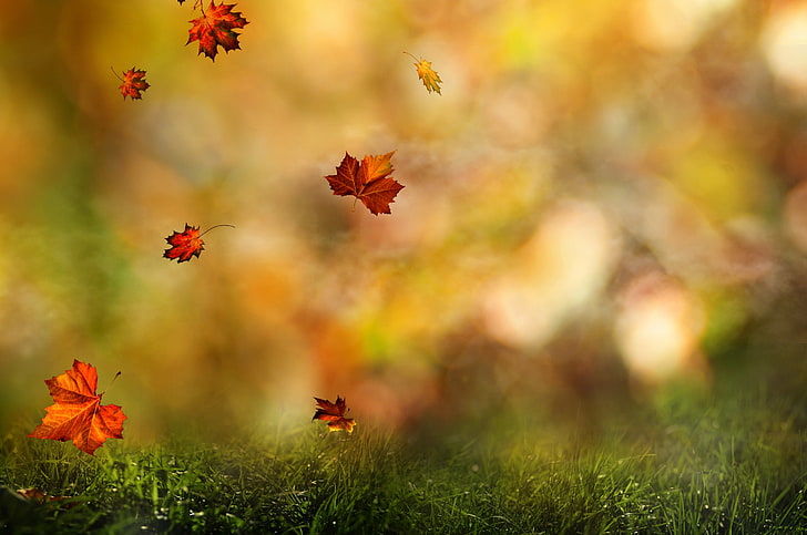 brown maple leaf, leaves, maple, flying, grass, autumn, HD wallpaper