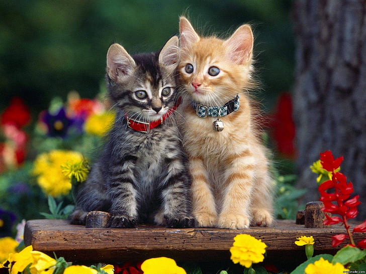 Cats, Cat, Animal, Cute, Flower, Grey, Kitten, HD wallpaper