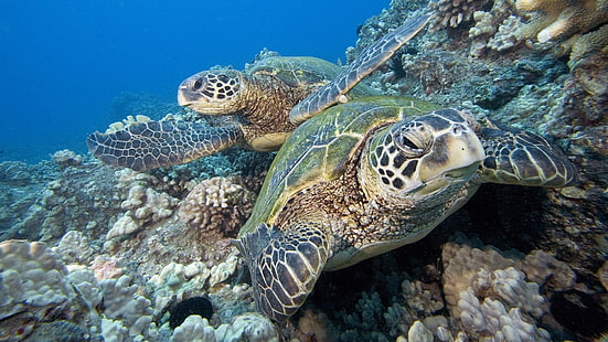 Две морские черепахи, две черепахи, две, море, черепаха, HD обои HD wallpaper