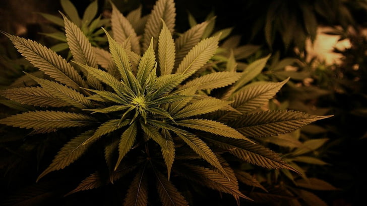 420, ganja, marijuana, erba, Sfondo HD