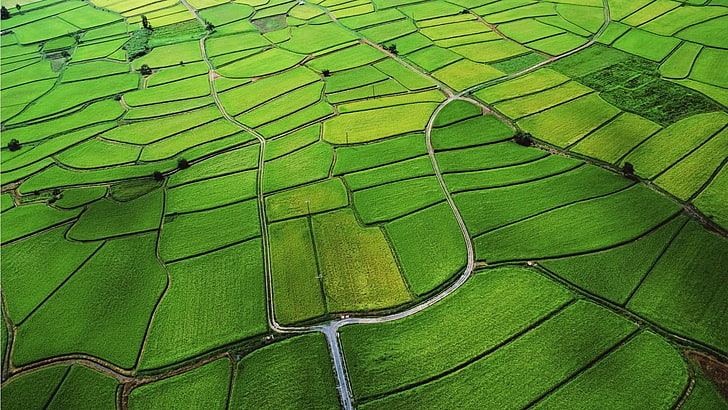 rice field, rice paddies, green, growing, agriculture, HD wallpaper
