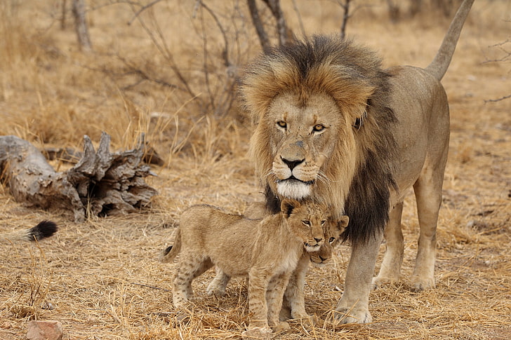 lion brun et deux oursons, lion, mâle, lionceaux, famille, afrique, prédateurs, Fond d'écran HD