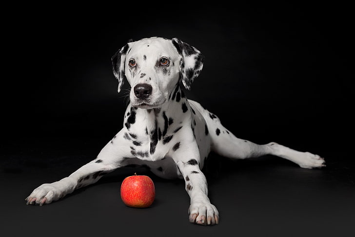 Apple, portrait, dog, puppy, black background, Dalmatian, HD wallpaper