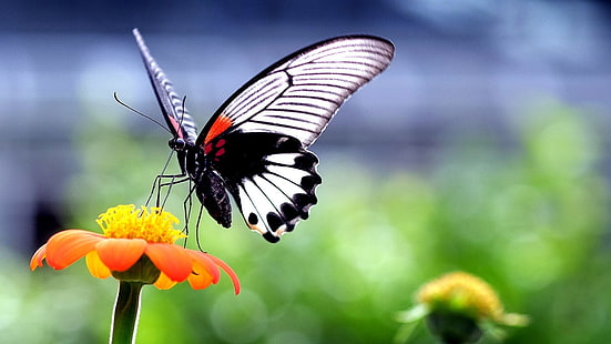 kupu-kupu, serangga, hewan, alam, sayap, bunga, closeup, makro, Wallpaper HD HD wallpaper