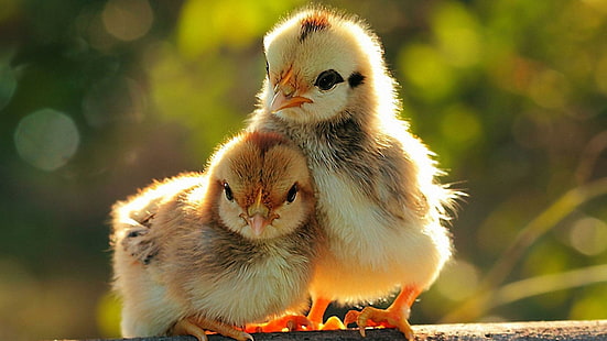 새, 새, 아기, 닭, 닭, 귀여운, 부활절, HD 배경 화면 HD wallpaper
