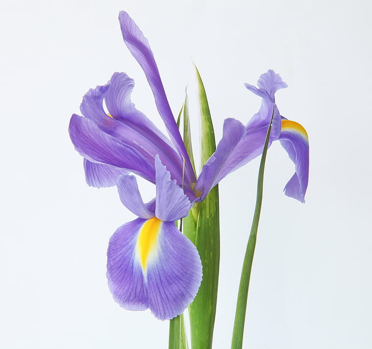 foto close-up bunga petaled ungu, foto close-up, foto, ungu, iris biru, bunga biru, bunga biru, makro, Dunia indah, bunga, alam, bunga, tanaman, tulip, daun bunga, Kepala bunga, musim semi, warna pink, keindahan Di Alam, Wallpaper HD