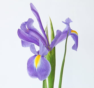 фотография крупным планом фиолетового цветка с лепестками, крупный план, фотография, фиолетовый, синий ирис, синий цветок, синий цветок, макро, чудесный мир, цветы, природа, цветок, растение, тюльпан, лепесток, голова цветка, весна, розовый цвет, красота в природе, HD обои HD wallpaper