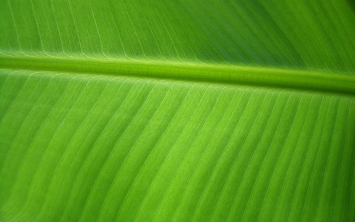 banana leaf background, HD wallpaper