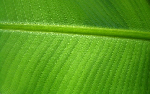 banana leaf background, HD wallpaper HD wallpaper