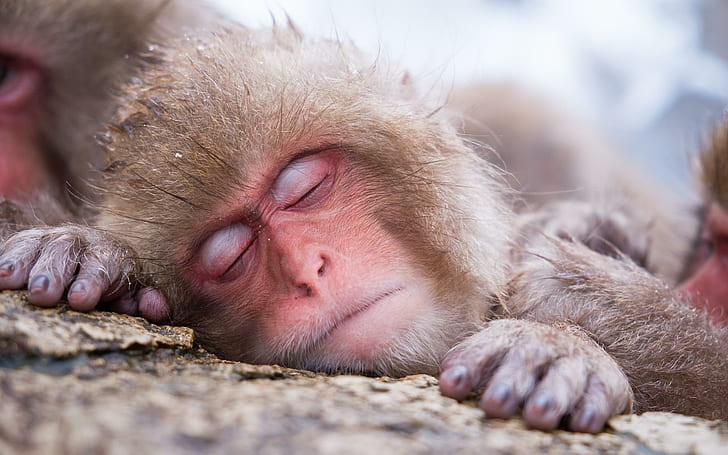 Спящая обезьяна, коричневая обезьяна, животные, 2560x1600, обезьяна, японская макака, HD обои