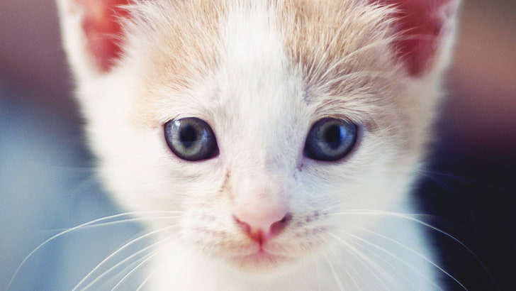 short-coated white kitten, kitten, face, eyes, light, HD wallpaper