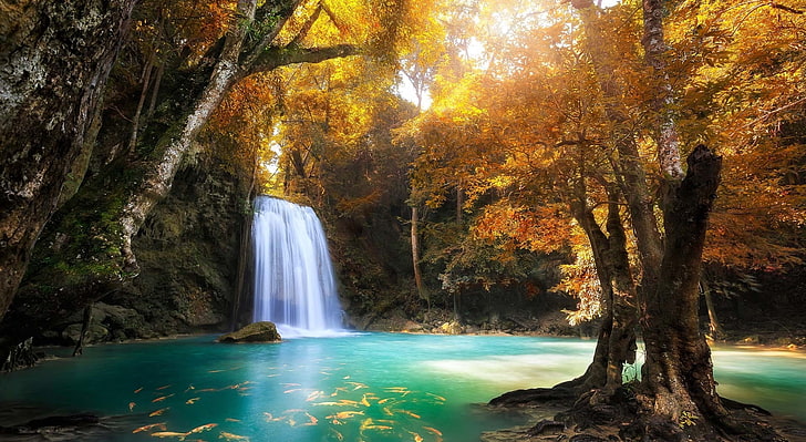 Waterfall, brown leafed plant, Nature, Waterfalls, Fish, Beautiful, Autumn, Waterfall, Forest, HD wallpaper