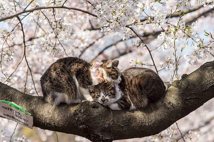 Primavera, Sakura, Japão, Par, Animais, Floração, Gatos, HD papel de parede