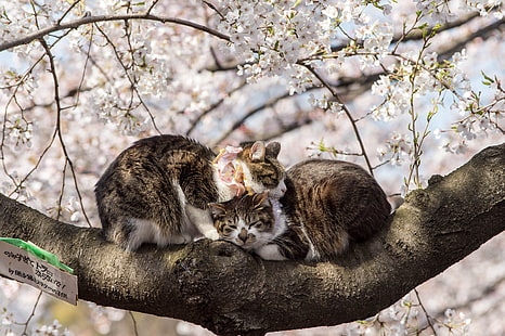 Spring, Sakura, Japan, Pair, Animals, Flowering, Cats, HD wallpaper HD wallpaper