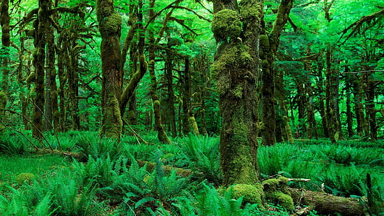 Jungle Forest Moss Green Trees HD, planta de helecho, naturaleza, árboles, verde, bosque, musgo, selva, Fondo de pantalla HD HD wallpaper