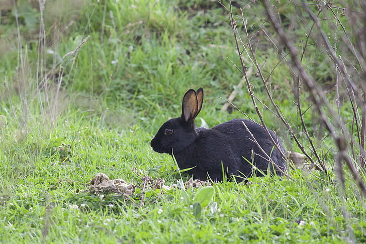 czarny królik, dziki królik, królik, trawa, Tapety HD