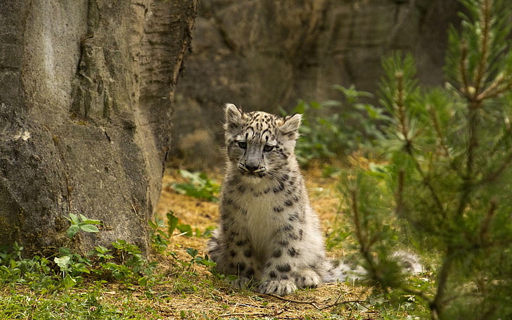 Snow Leopard Widescreen Resolutions, white and black tiger cub, baby animals, leopard, resolutions, snow, widescreen, HD wallpaper