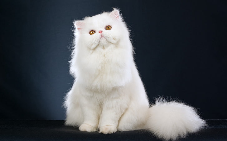 бяла персийска котка, котка, пухкава, седнала, красива, HD тапет