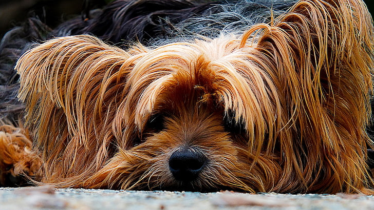 erwachsener schwarzbrauner Yorkshire-Terrier, Yorkshire-Terrier, Hund, Maulkorb, zottelig, HD-Hintergrundbild