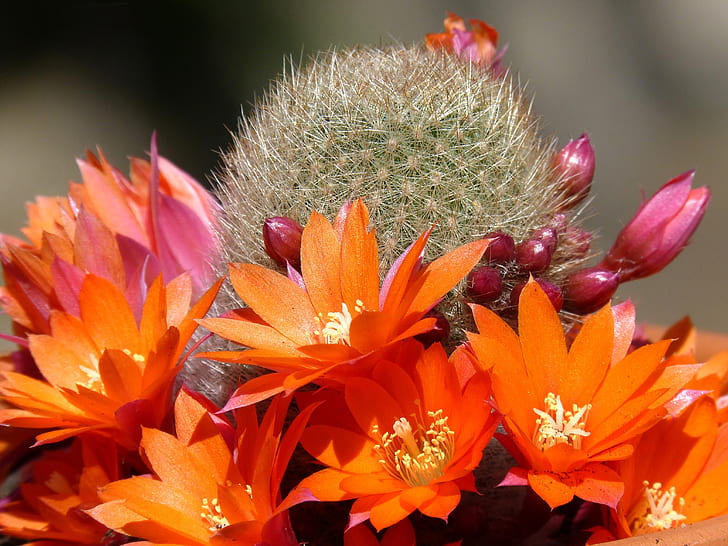 кактус, колючка, оранжеви цветя, светлина и сянка, снимка макро, розови пъпки, HD тапет