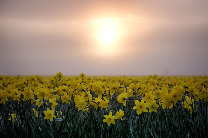 sunset, nature, Narcissus, HD wallpaper