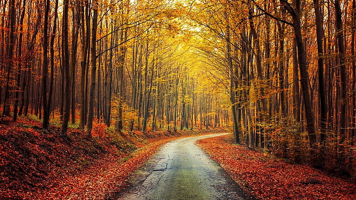 nature, landscape, fall, forest, road, red, yellow, leaves, trees, shrubs, HD wallpaper