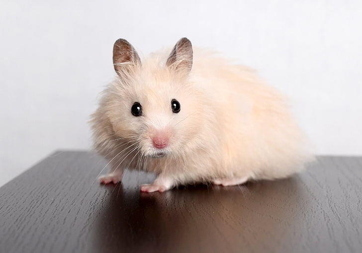 animals, glance, hamsters, rodents, wallpapers, white, HD wallpaper