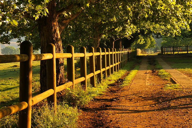 photo of green leaves trees near beige fence during sun rise, photo, green leaves, beige, sun rise, Light, Golden  Tree, Stables, Fence, Drakensberg, South Africa, nature, tree, outdoors, footpath, rural Scene, HD wallpaper