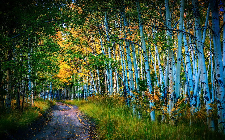 Road, birch grove, trees, autumn, Road, Birch, Grove, Trees, Autumn, HD wallpaper