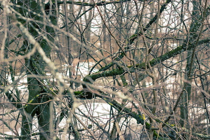 枯れた木、木、枝、春、ロシア、 HDデスクトップの壁紙