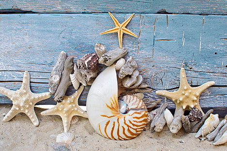 白と茶色のホラ貝、砂、ビーチ、木、貝、木、海洋、石、ヒトデ、貝殻、 HDデスクトップの壁紙 HD wallpaper