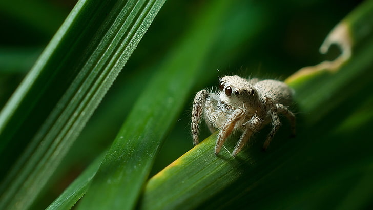 brown and white tabby cat, spider, animals, nature, Jumping Spider, Salticidae,  arthropods, HD wallpaper