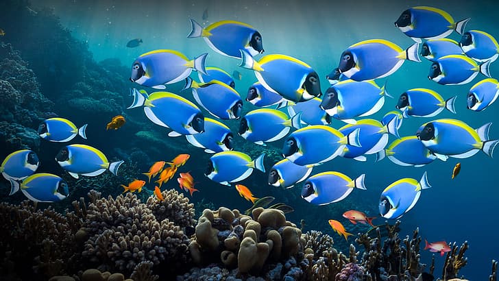 nature, fish, coral, coral reef, water, underwater, red sea, Egypt, Powder Blue Tang, HD wallpaper