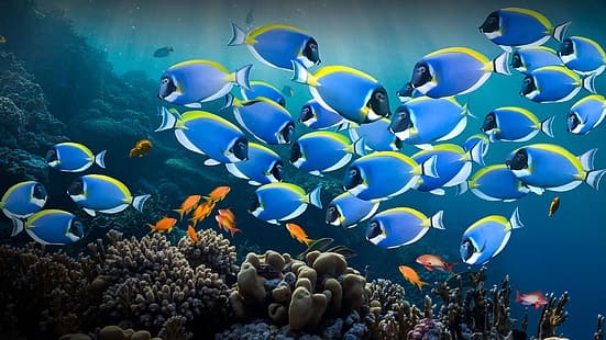 природа, рыба, коралл, коралловый риф, вода, подводный, красное море, египет, пудра синего танга, HD обои HD wallpaper