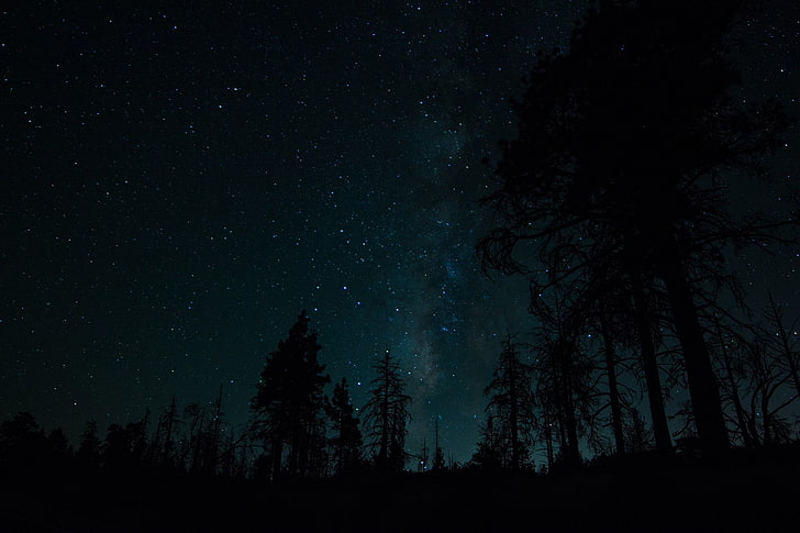 ภาพเงาของป่าสนป่าท้องฟ้าต้นไม้ทางช้างเผือก, วอลล์เปเปอร์ HD