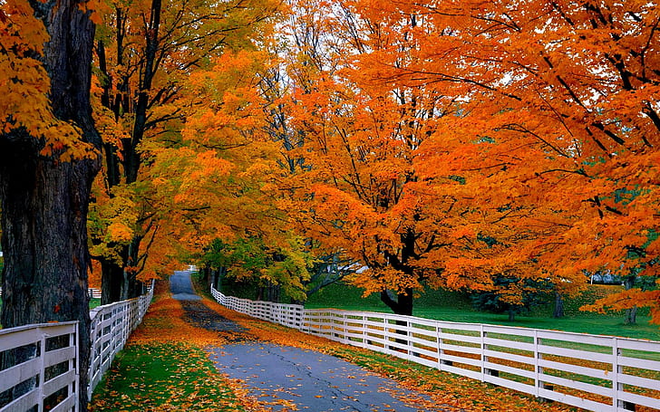 Straße, Bäume, Holzzaun, Herbst, Gras, rote Blätter, weißer Holzzaun, Straße, Bäume, Holz, Zaun, Herbst, Gras, Rot, Blätter, HD-Hintergrundbild