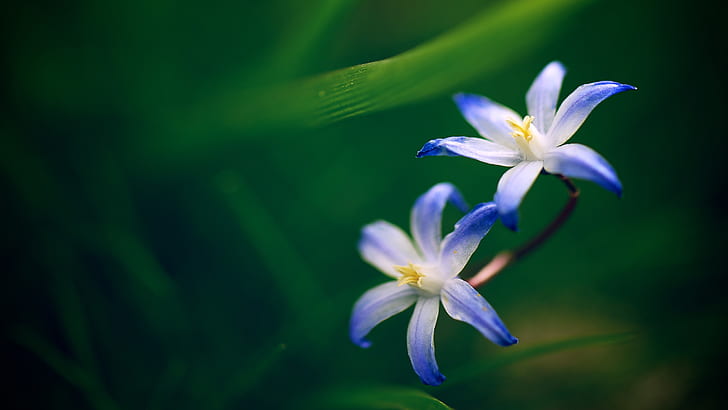 Dos orquídeas azules, dos, azul, orquídea, Fondo de pantalla HD