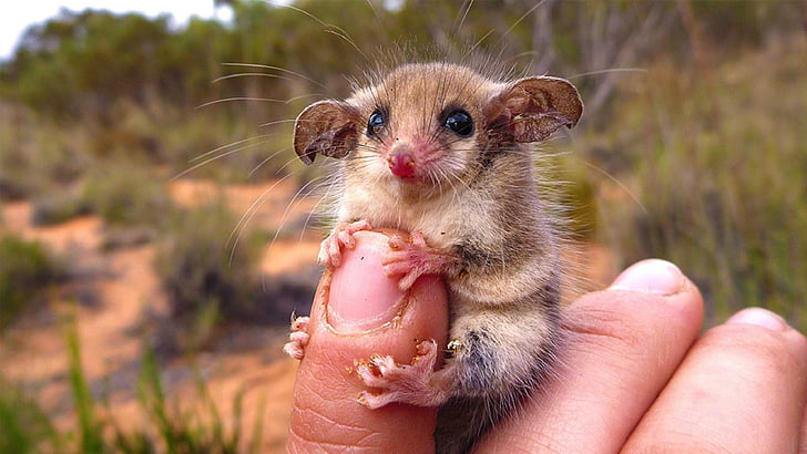 tiny, australian western pygmy possum, pygmy possum, possum, pygmy, miniature, clamber, animals, HD wallpaper
