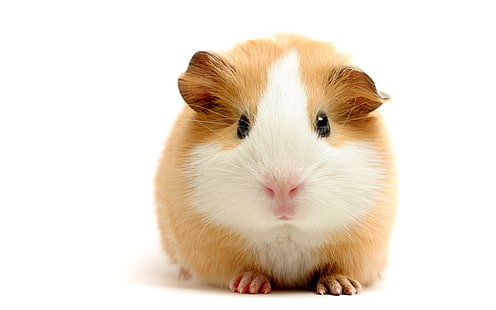 Hamster roedor branco HD, animais, branco, hamster, roedor, HD papel de parede HD wallpaper