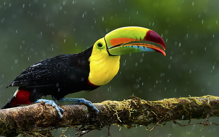 Tucano colorido aves exóticas bico colorido amarelo preto corpo construir cauda vermelha desktop hd papel de parede para pc tablet e celular Download 2560 × 1600, HD papel de parede