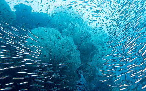 Océan, monde sous-marin, îles Raja Ampat, archipel de l'Indonésie, Fond d'écran HD HD wallpaper
