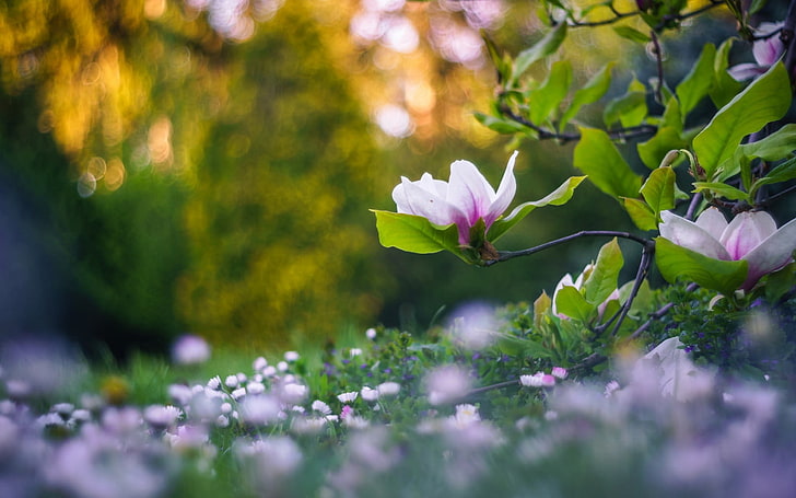 grün und rosa Blütenblatt Blume, Natur, Blumen, Pflanzen, Schärfentiefe, Bokeh, HD-Hintergrundbild