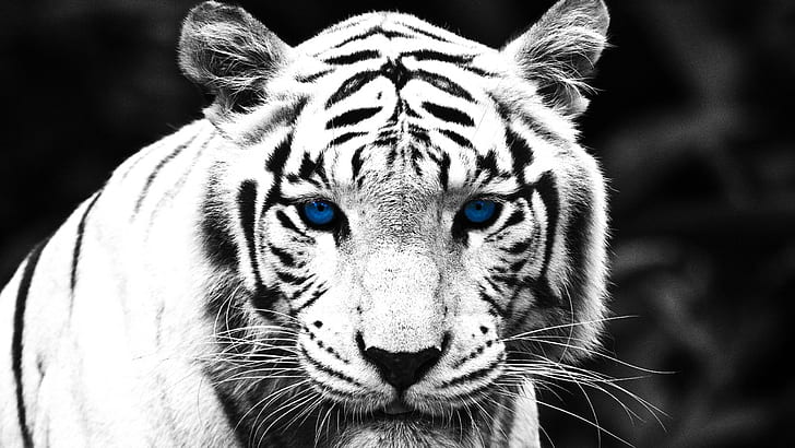 леопард, лев, тигр, белый тигр, HD обои