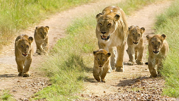 cubs, lion cubs, lion, lions, dirt road, lion family, family, wildlife, wild animals, cute, HD wallpaper